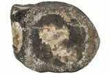 Ankylosaur (Polacanthus) Caudal Vertebra - Isle of Wight, England #206485-2